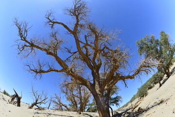 Populus euphratica trees in the desert