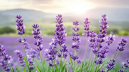 Obraz premium Lavender Flowers Blooming In A Field At Sunset