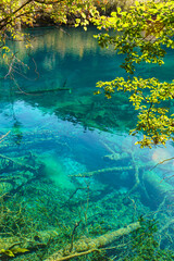 Tree trunks in lake,Jiuzaigou of China