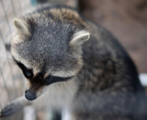 A curious raccoon leans close to the cage, reaching out to engage with people nearby, enjoying the afternoon activity