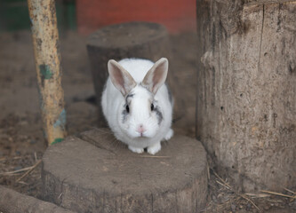 A white rabbit with gray markings is perched on a wooden stump near a colorful backdrop, enjoying a peaceful moment in a calm environment