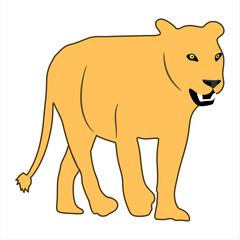  A vector illustration of a lion on white background 