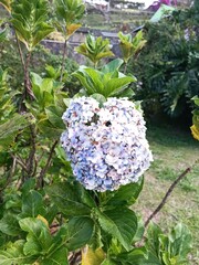 White hydrangea is a beautiful ornamental plant
we often meet in the park