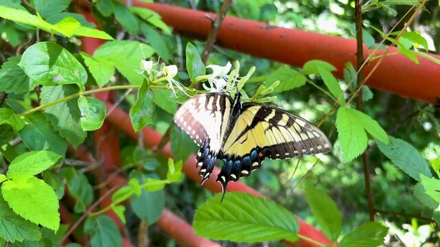Eastern Tiger Swallowtail Papilio glaucus Butterfly during late Spring early Summer time of year out in Tennessee enjoying a flower and having a good time.