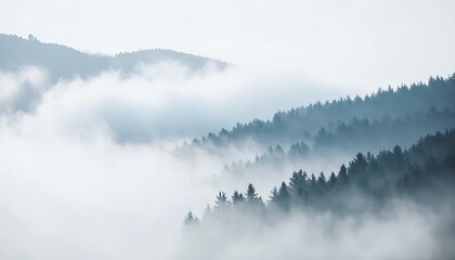 Charming Drone Shot of a Misty Forest