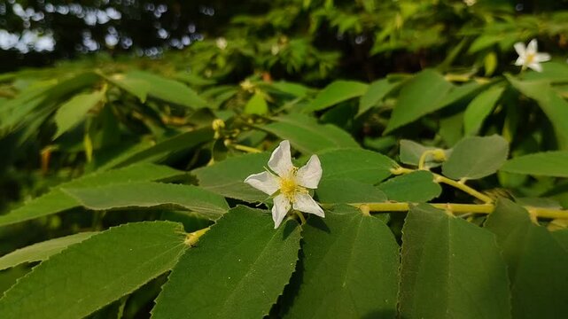 blooming flowers from a plant called k&eacute;rsen in Indonesia