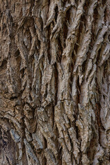 bark of a tree close up

