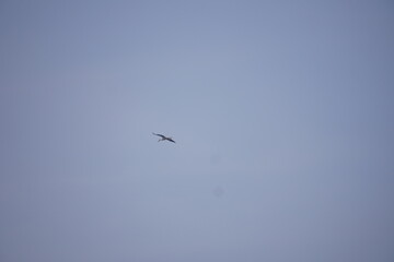 An eagle is flying in the sky for search of the prey 