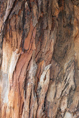 bark of a tree close up