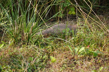 Mongoose inside the bush