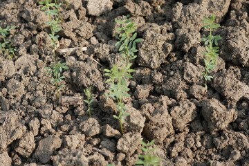 Chickpea planted in the field