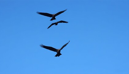Fototapeta premium A magnificent depiction of flying birds soaring high in the sky