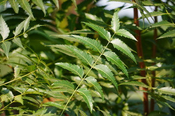 Neem leaves, medicinal plant