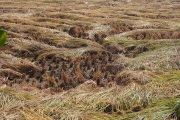 Rice or paddy cutting and dry process 