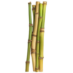Fototapeta premium Bamboo wood stalk sections arranged neatly isolated on a transparent background for artistic and decorative purposes, bamboo wood stalks, sections, isolated on transparent background