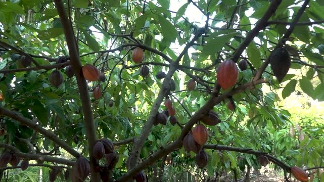 Cocoa fruit on a cocoa tree nearing the time of harvest.
