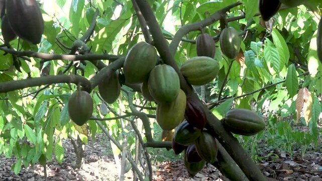 Cocoa fruit on a cocoa tree nearing the time of harvest.