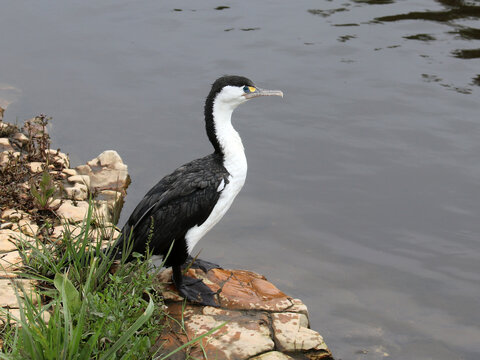 Elsterscharbe - Pied shag