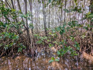High resolution photo of mangrove forest in Jepara, Central Java, Indonesia.