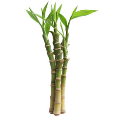 Fototapeta premium Fresh bamboo shoot standing isolated against a clean transparent background showcasing its vibrant green color and texture, Bamboo shoot isolated on transparent background
