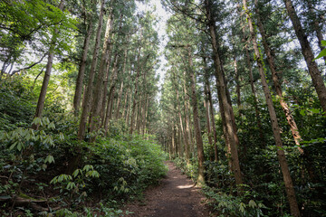 제주도 서귀포시 안덕면 광평리 왕이메오름