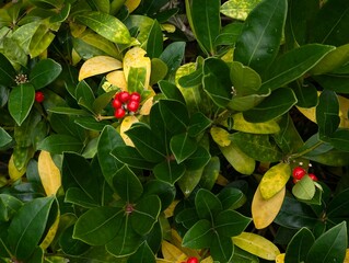 American wintergreen red berries - Latin name - Gaultheria procumbens