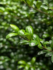 A green buxus (Buxus sempervirens) branch. Close-up of evergreen bush boxwood in the city park