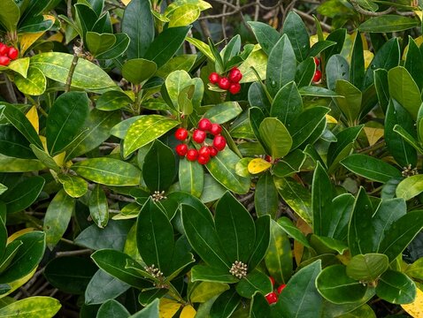 American wintergreen red berries - Latin name - Gaultheria procumbens. Autumn background
