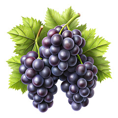 Fototapeta premium Grape fruits isolated on transparent background