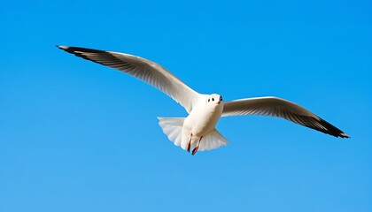 Fototapeta premium Freedom soaring of a white seagull under the blue sky.