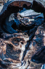 burnt driftwood on the river shore