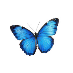 Obraz premium A vibrant blue butterfly perched gracefully on a clean transparent background showcasing its stunning wings, Beautiful blue butterfly on transparent background