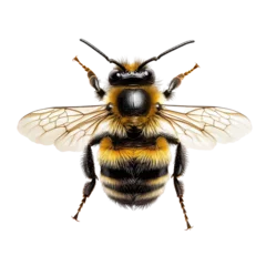 Gordijnen Detailed close-up of a bee isolated against a transparent background showcasing its wings and body structure, Bee isolated on transparent background © Ifti Digital