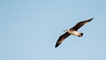 Obraz premium A vivid scene of soaring seabirds against a serene sky.
