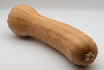 Fresh butternut squash, ready for harvest or cuisine.