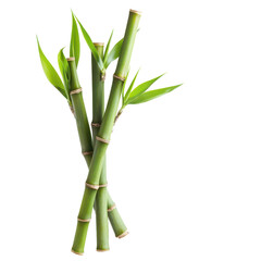 Fresh bamboo shoots isolated on a transparent background, highlighting their vibrant green color...