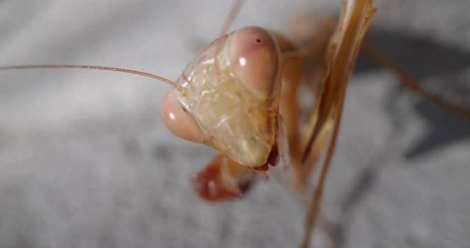Epic macro, super close-up video shows a european female praying mantis (Mantis religiosa) rubbing its head and cleaning itself turning her head and looking at the camera