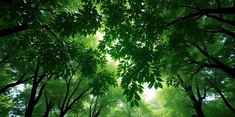 Fototapeta premium A cluster of green leLush green forest canopy with sunlight filtering through leaves, green plants, leafy greens, outdoors