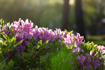 Royal azalea flower