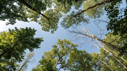 Fototapeta premium A forest canopy with leaves and branches stretching towards the sky, tree branches, nature background