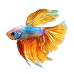 Fototapeta premium Colorful Betta fish swimming gracefully against a clean transparent background, Betta Fish on transparent background