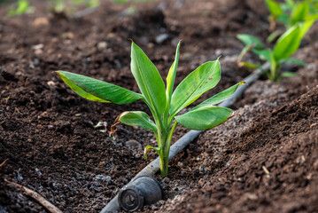 Young banana plants grow well and are healthy. beautiful banana plants Banana field. young sprouts of bananas.