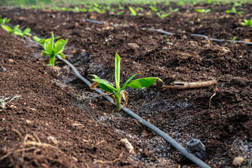 Young banana plants grow well and are healthy. beautiful banana plants Banana field. young sprouts of bananas.
