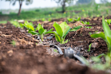 Young banana plants grow well and are healthy. beautiful banana plants Banana field. young sprouts of bananas.