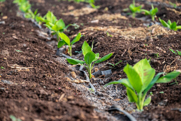 Young banana plants grow well and are healthy. beautiful banana plants Banana field. young sprouts of bananas.