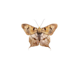 Obraz premium Closeup of a Brown Moth with Detailed Wings