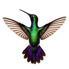 Obraz premium Vibrant Green Hummingbird Wings Spread Detailed Bird Wildlife Nature