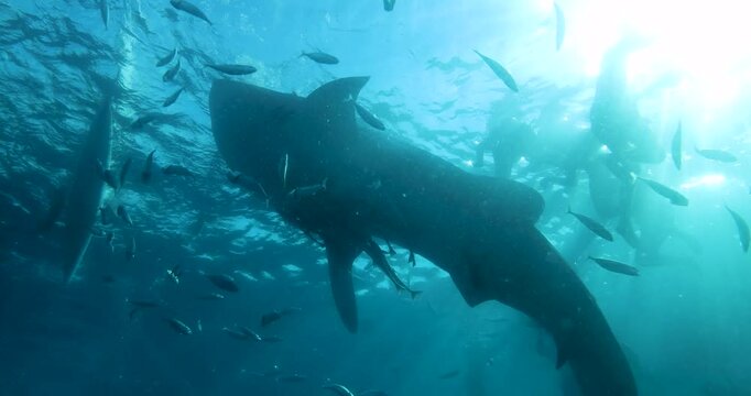 A whale shark swims towards the camera with its mouth wide open. Around the shark swims a large shoal of small fish. A close-up of a whale shark, the world's largest fish, in Oslob, Cebu, Philippines.