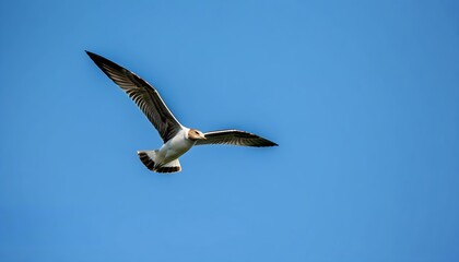 Obraz premium Sky-high Flight of Feathered Friends, Discover Natural Beauty.