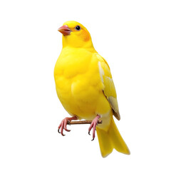 Vibrant Yellow Bird Perched Exotic Canary Colorful Avian Wildlife